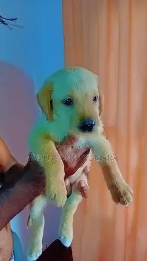 විකිණීමට ඇත - Labrador පැටවා / Puppy For Sale