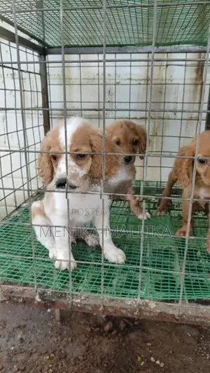 Cocker spaniel puppies