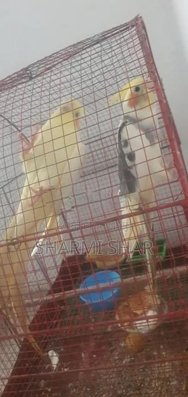 Cockatiel Birds