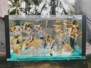 Angel Fish