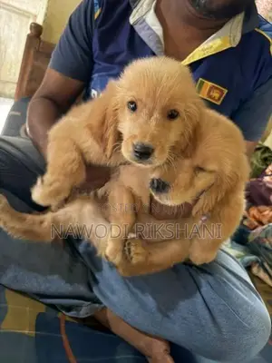 Golden Retriever
