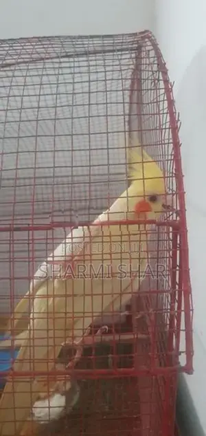Cockatiel Birds