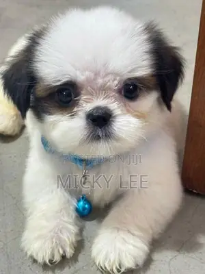 Shih Tzu Puppies