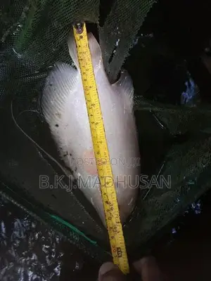 Giant gurami for sale