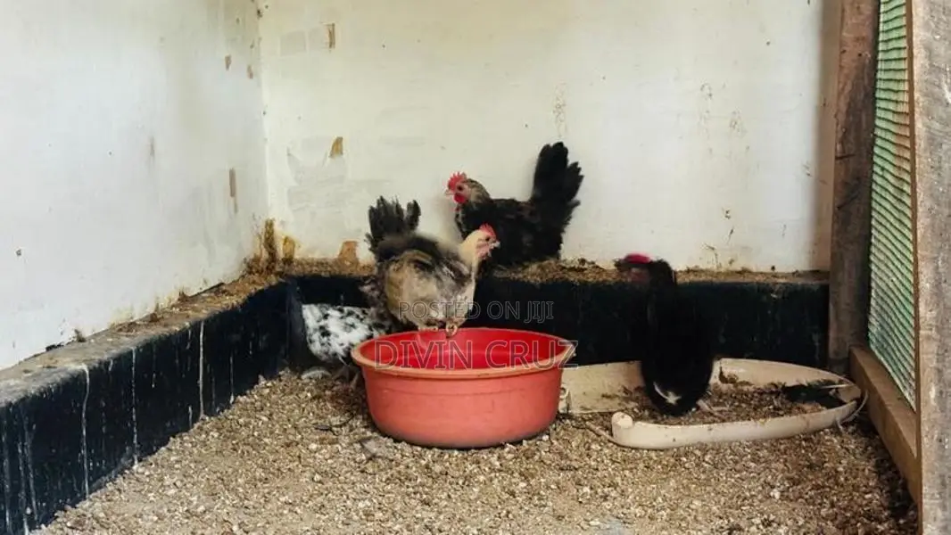 Rooster