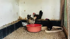 Rooster