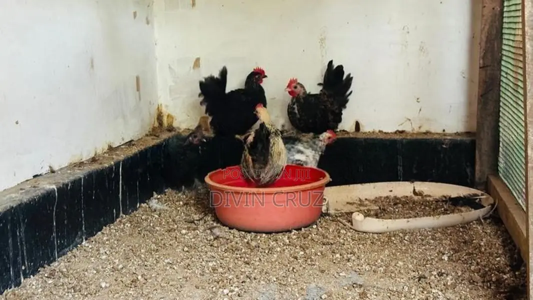 Rooster