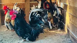 Rooster