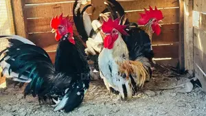 Rooster