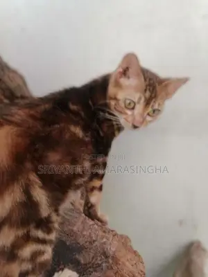 Bengali cats