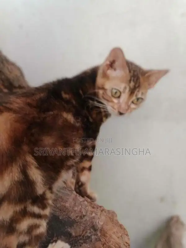 Bengali cats