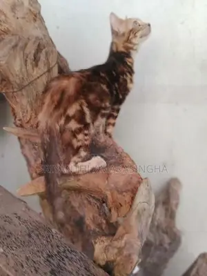 Bengali cats