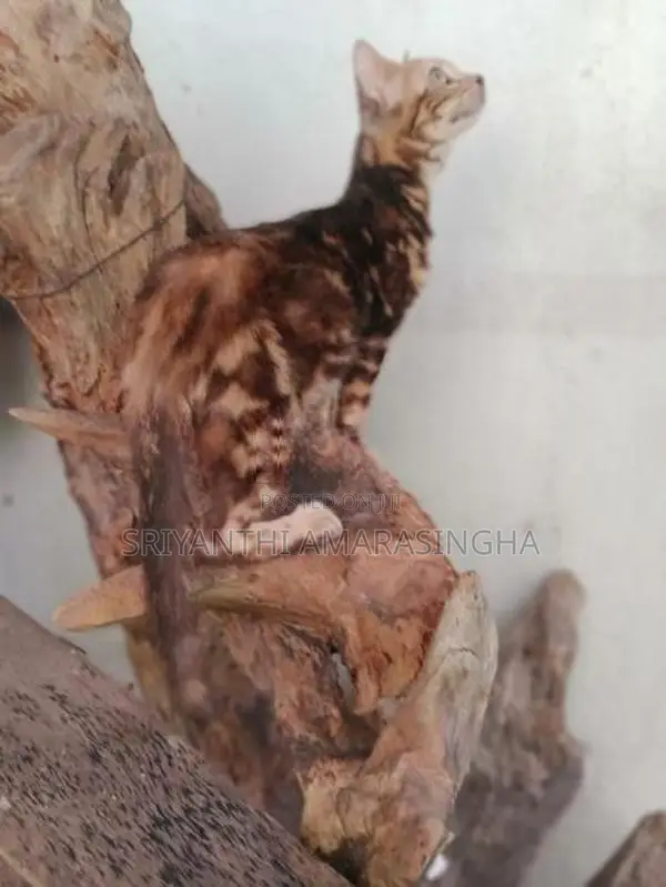 Bengali cats
