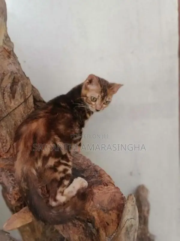 Bengali cats
