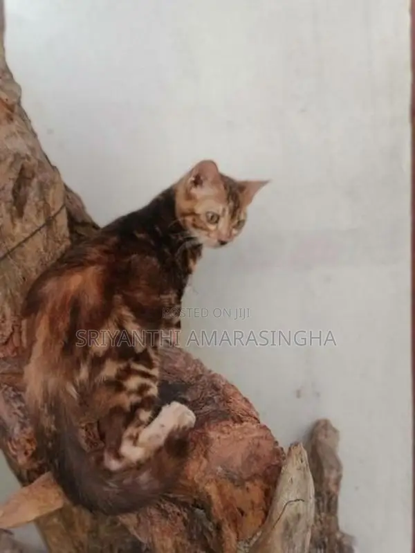 Bengali cats