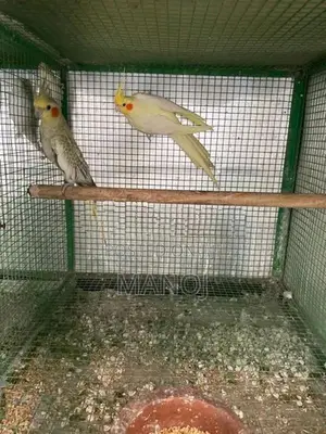 Cockatiel Birds
