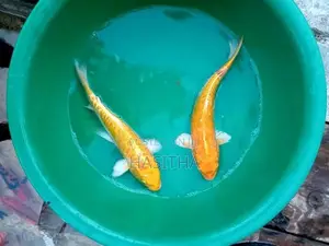 Sri Lankan Koi Fish