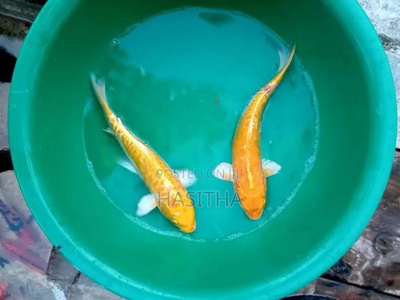 Sri Lankan Koi Fish