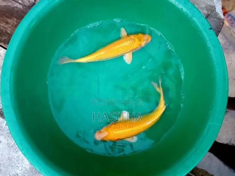Sri Lankan Koi Fish
