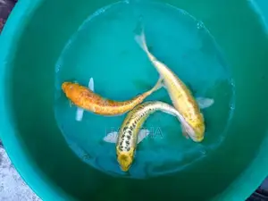 Sri Lankan Koi Fish