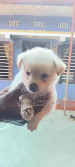 lion Pomariyan puppy