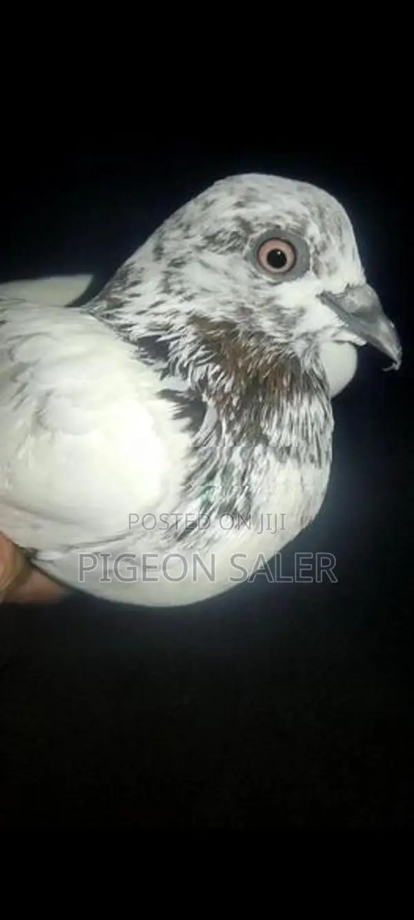 Pigeon