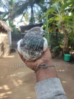 Pigeon
