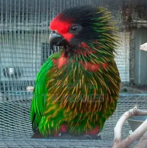 Yellow Streak Lory