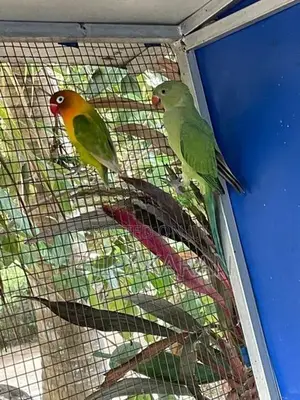 Parrots