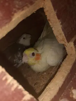 Cocktails Birds