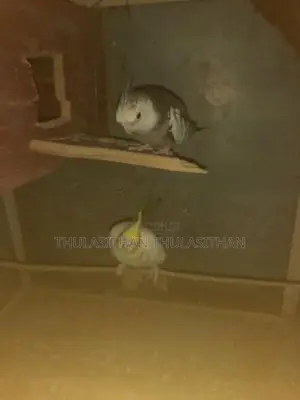 Cocktails Birds