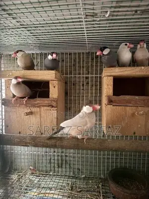 Java bird