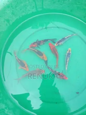 Koi carp fish for sale