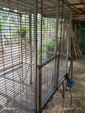 Bird Cage