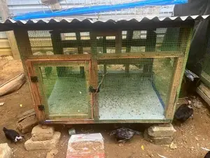 Bird Cage