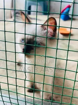 Himalayan Cat