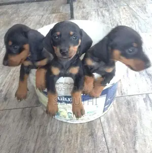 Dachshund Puppies