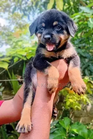Rottweiler Puppies