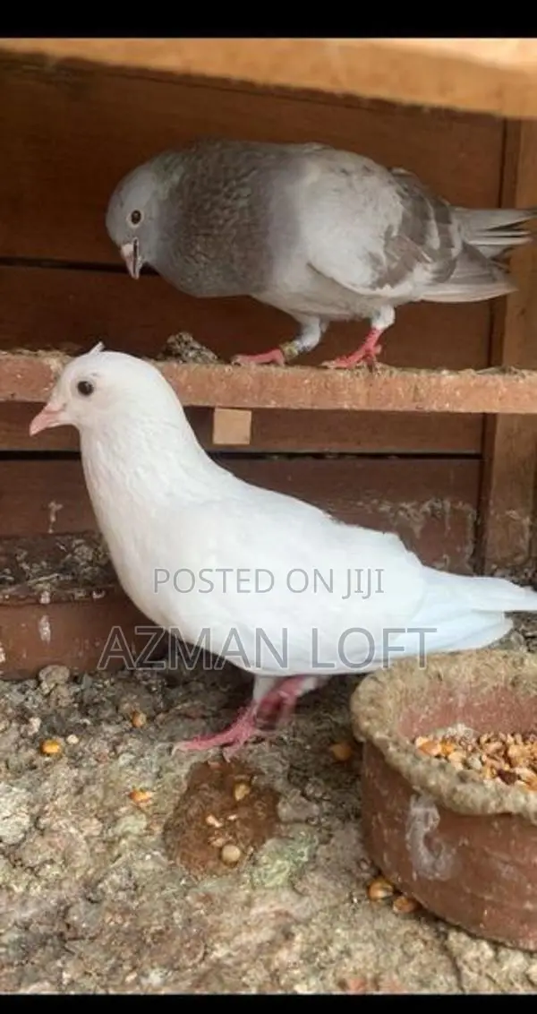 Pigeons