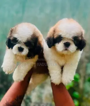 Shih tzu