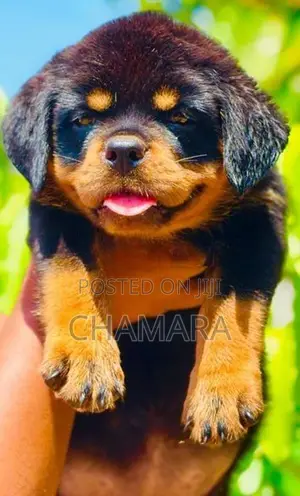 Rottweiler Puppies