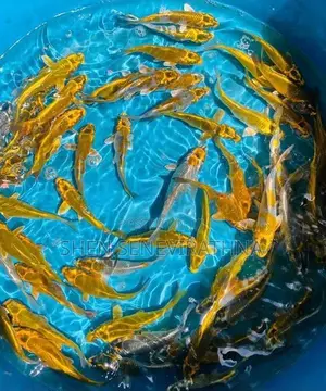 Matsuba Koi Fish