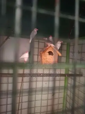 Java Finches Birds