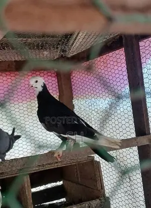 Pigeon