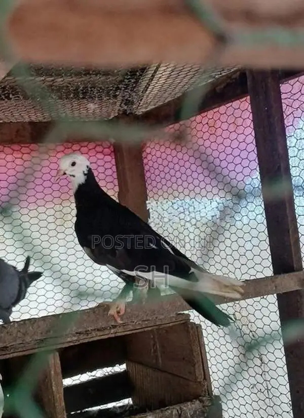 Pigeon