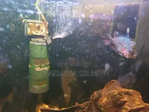 Flowerhorn Fish
