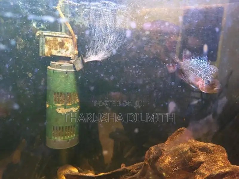 Flowerhorn Fish