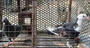 Pigeon