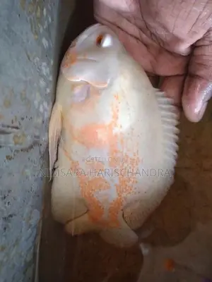 Oscar Fish