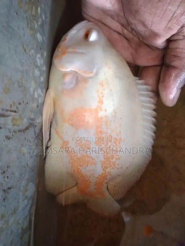 Oscar Fish